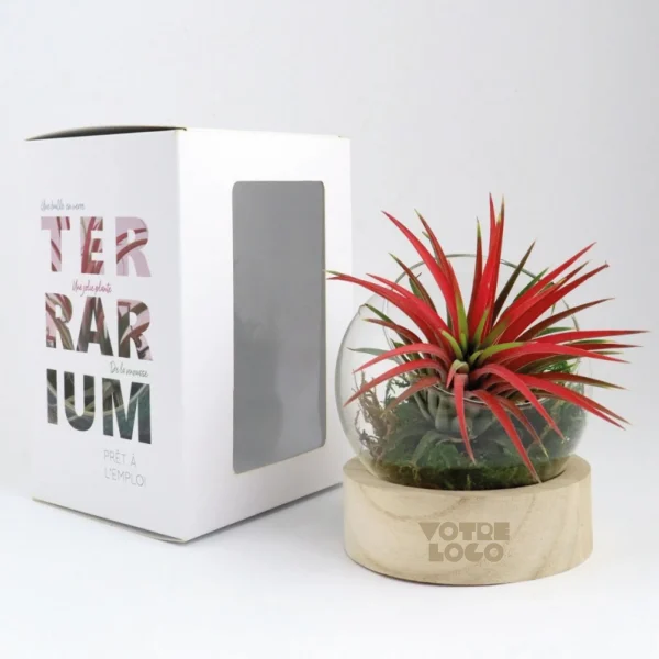 Tillandsia en terrarium socle bois personnalisable