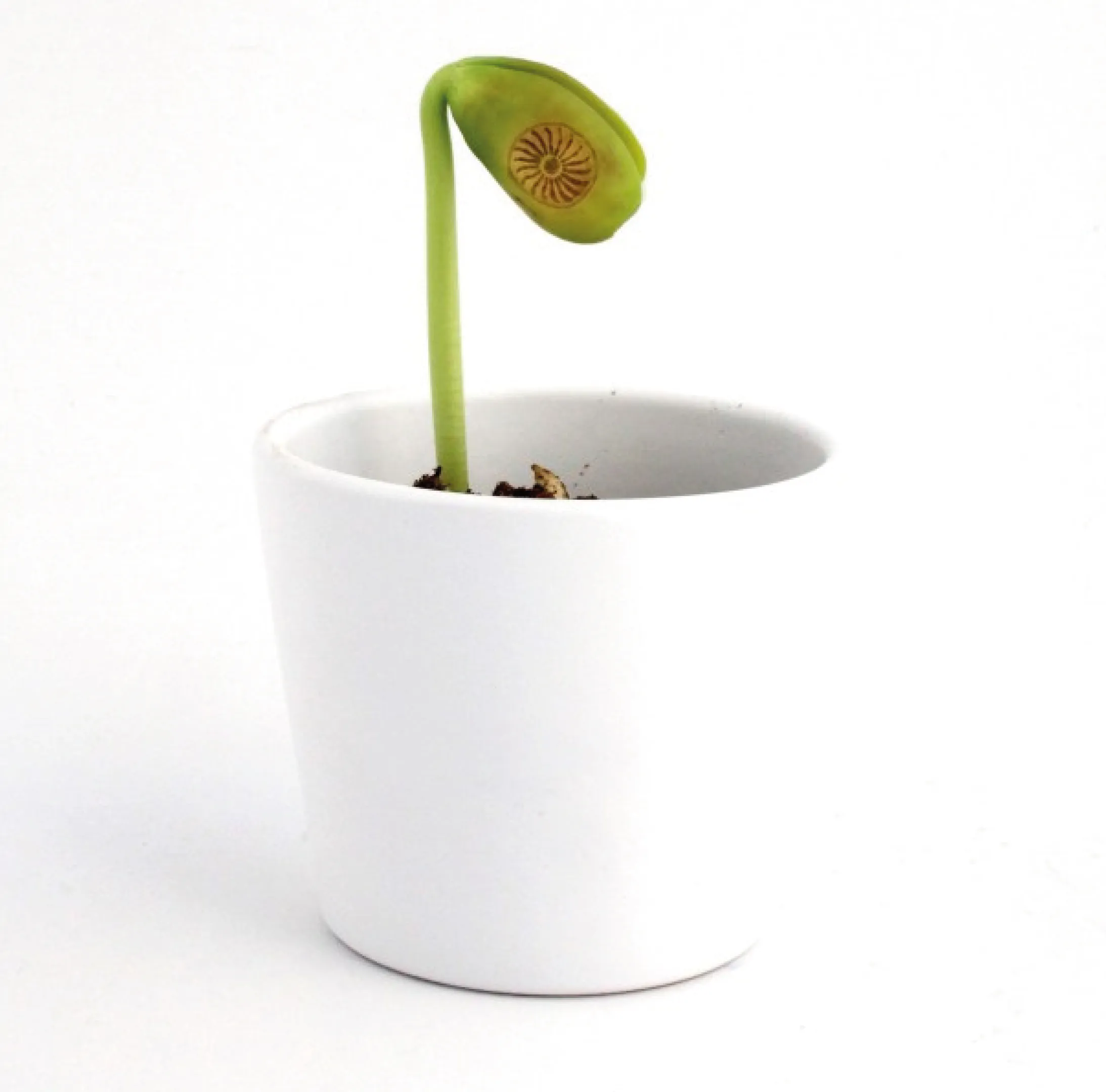 sachet-graine-gravee-personnalisable.webp Graine gravée avec votre logo