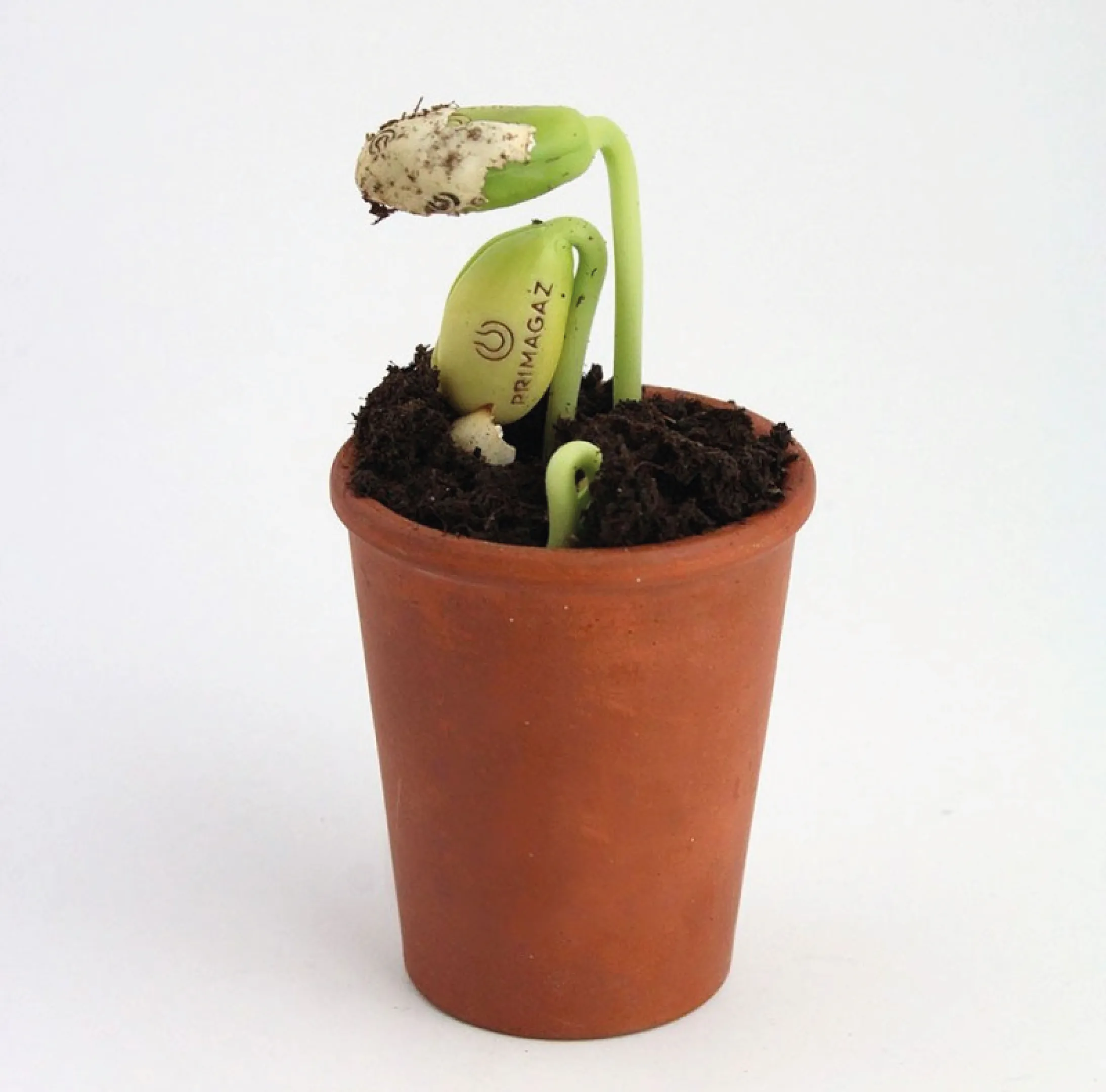 sachet-graine-logo-grave-personnalisable.webp Graine gravée avec votre logo