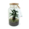 Terrarium grand modèle Made in France personnalisable